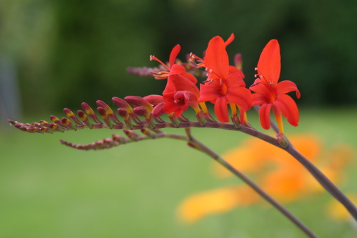 Red Crocosmia Lucifer flower