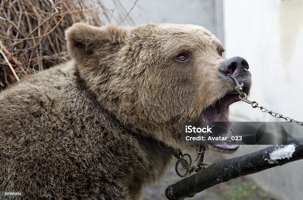 Bear In Chain Brown Bear Tortured In Slavery With Chain, Agony And Pain. Canon EOS 5D. Bear Stock Photo