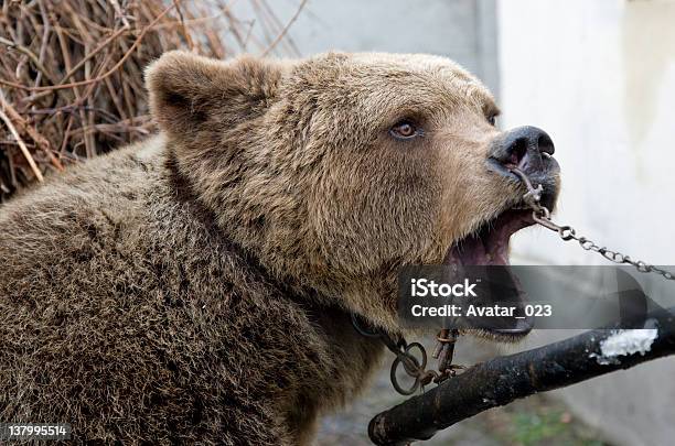 Bear In Chain Stock Photo - Download Image Now - Bear, Torture, Brown