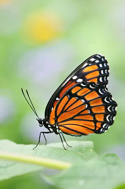 Photo of Viceroy Butterfly (Limenitis archippus)