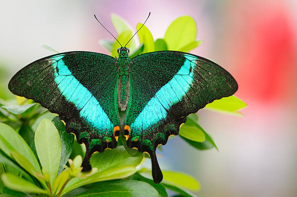 Emerald Swallowtail (Papilio palinurus) Emerald Swallowtail (Papilio palinurus) is a beautiful green iridescent butterfly. papilio palinurus stock pictures, royalty-free photos & images