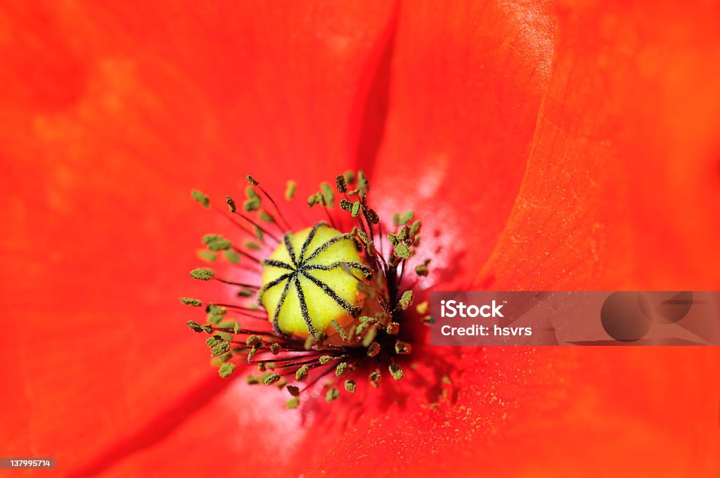 detail der Roter Mohn seeds- rote Mohnblume mit Samen - Lizenzfrei Blume Stock-Foto