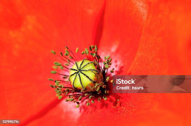 Detail Der Roter Mohn Seeds Rote Mohnblume Mit Samen Stockfoto und mehr Bilder von Blume