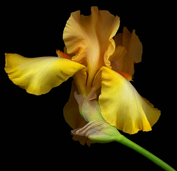 A yellow bearded iris flower on a black background A yellow bearded iris isolated against a black background. Background is pure so that it can be easily expanded for copy. yellow bearded iris macro stock pictures, royalty-free photos & images