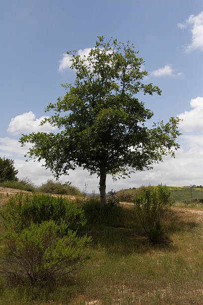 istock Bright green tree on hillside with vibrant colors and sky 137996452