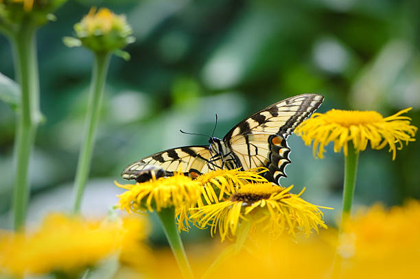 istock Tiger Swallowtail Butterfly sitting on a yellow flower 137996784