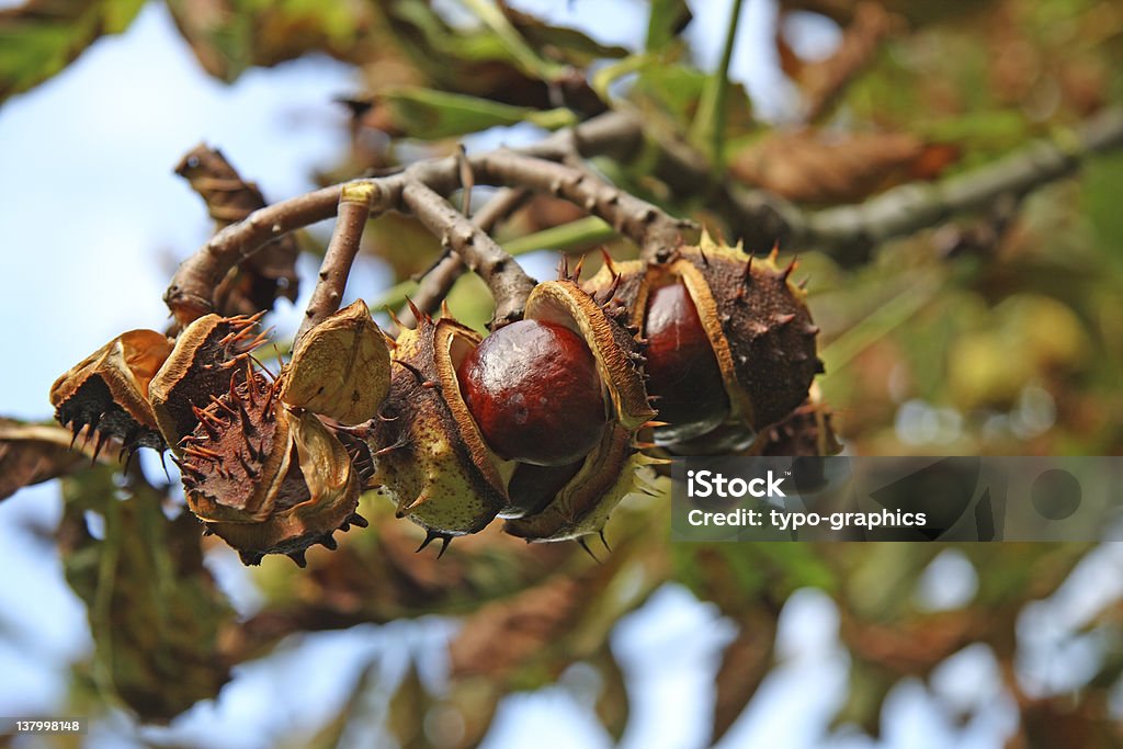 Castanhas - Foto de stock de Castanha royalty-free