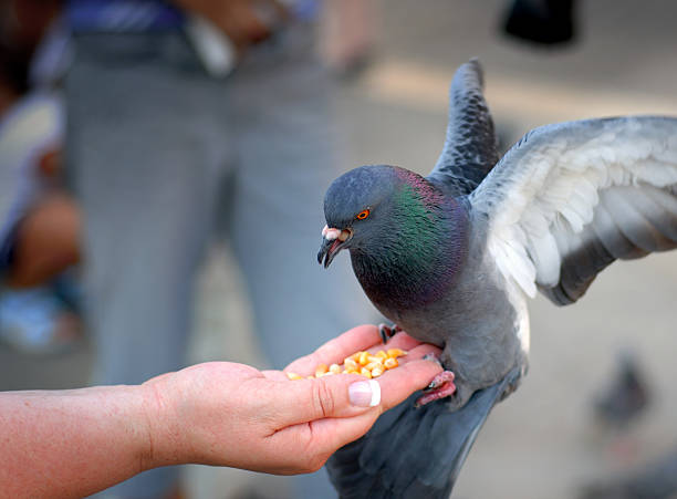 istock Pigeon Feeding and Balancing on Woman's Hand in St. Mark's 137998156