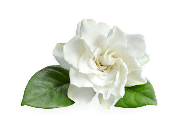 nahaufnahme der weißen gardenienblüte oder des kapjasmins, gardenien jasminoides isoliert auf weißem hintergrund mit beschneidungspfad. - gardenie stock-fotos und bilder