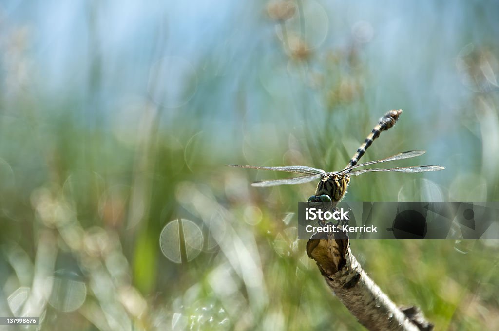 Libelle auf einem Ast Essen Blatt-Textfreiraum - Lizenzfrei Ast - Pflanzenbestandteil Stock-Foto