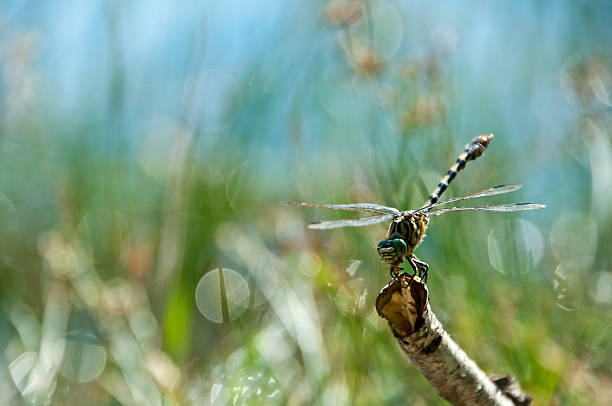 istock Dragonfly on branch eating insect - copy space 137998676