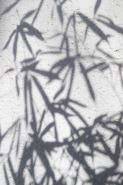 Shadow of bamboo leaves on white wall surface