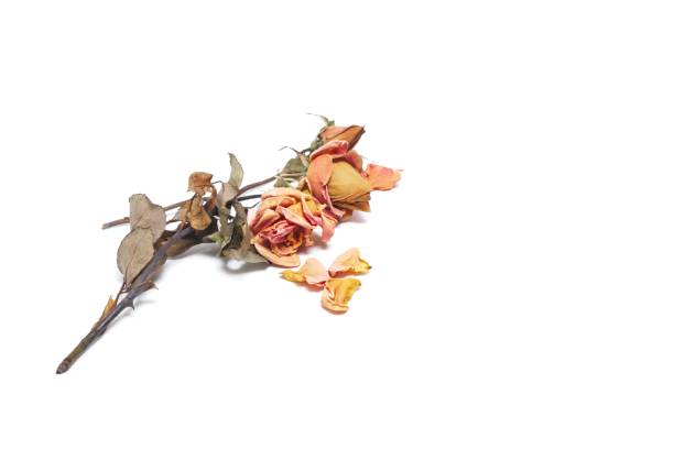 istock Dried out roses on a white background 1379988984