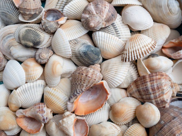 istock Background of shells on a seashell beach 1379991019