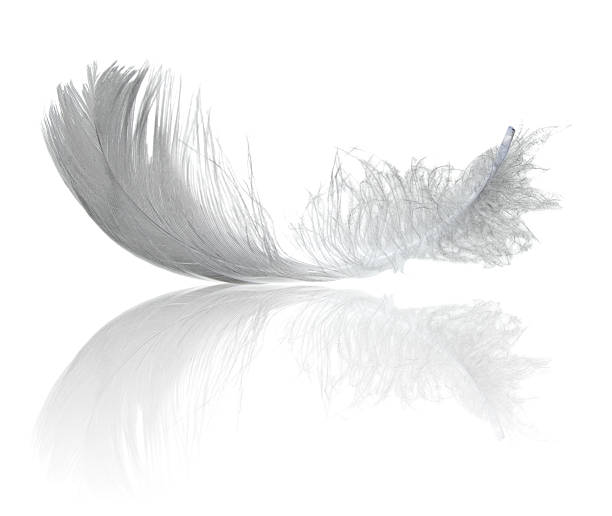 light feather reflection stock photo