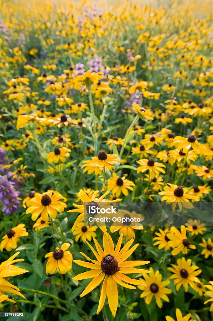 Feld von Wildblumen. - Lizenzfrei Bildhintergrund Stock-Foto