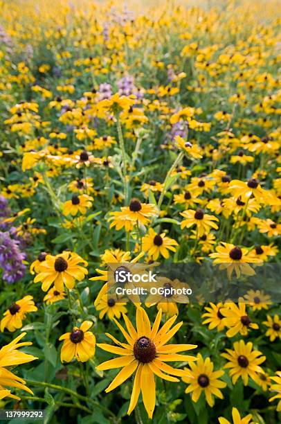 Feld Von Wildblumen Stockfoto und mehr Bilder von Bildhintergrund - Bildhintergrund, Blume, Blüte