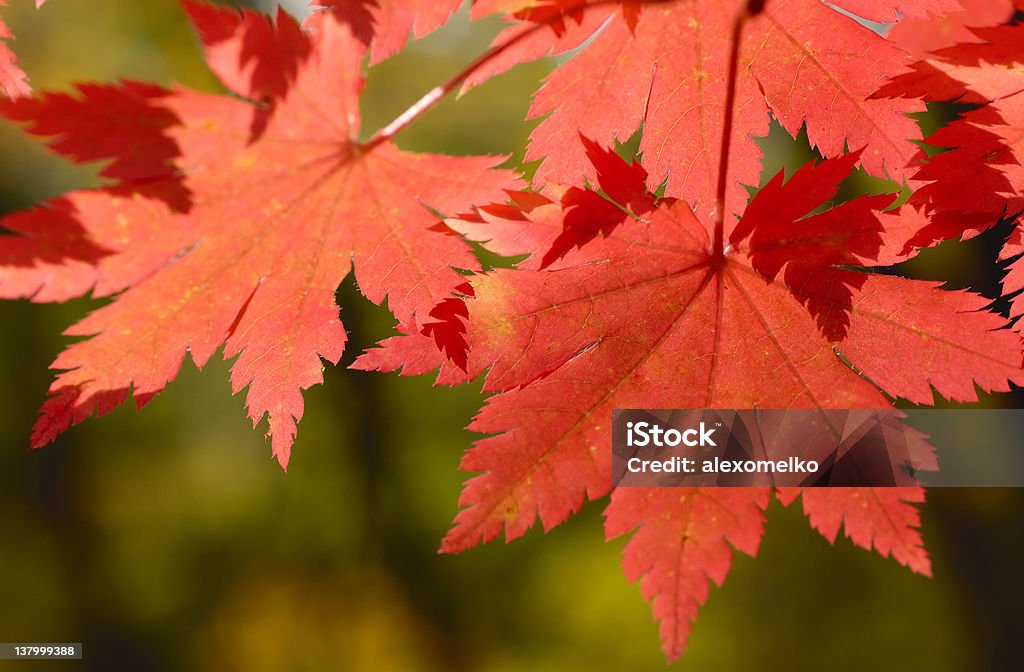 추절 단풍 잎 (Acer pseudosieboldianum - 로열티 프리 단풍나무속 스톡 사진