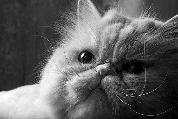 istock Male Persian Cat 137999457
