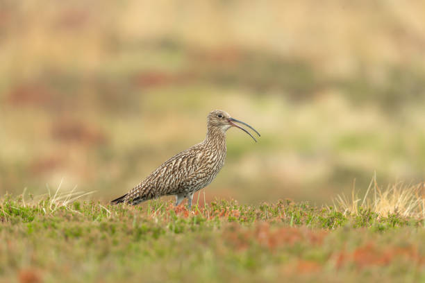 istock Curlew calling with beak open on natural grousemoor habitat during the nesting season.  Close up.  Scientific name: Numenius Arquata. 1379996368