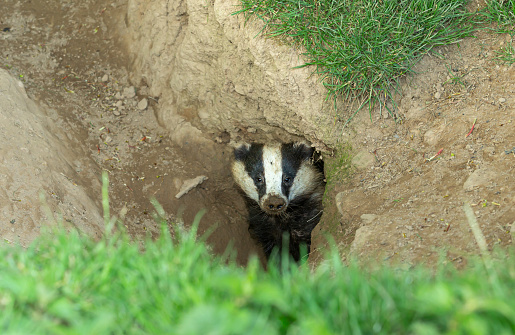 Badger, Scientific name: Meles Meles.  Wild, European badger with muddy nose,  peeping out of the badger sett ready to emerge.