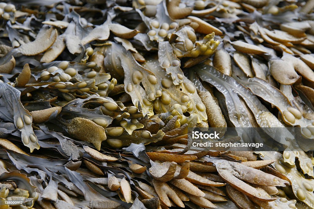 Différents types d'algues - Photo de Bamburgh libre de droits