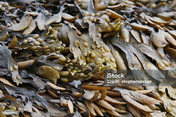 Vários Tipos De Algas - Fotografias de stock e mais imagens de Alga marinha - Alga marinha, Ao Ar Livre, Bamburgh