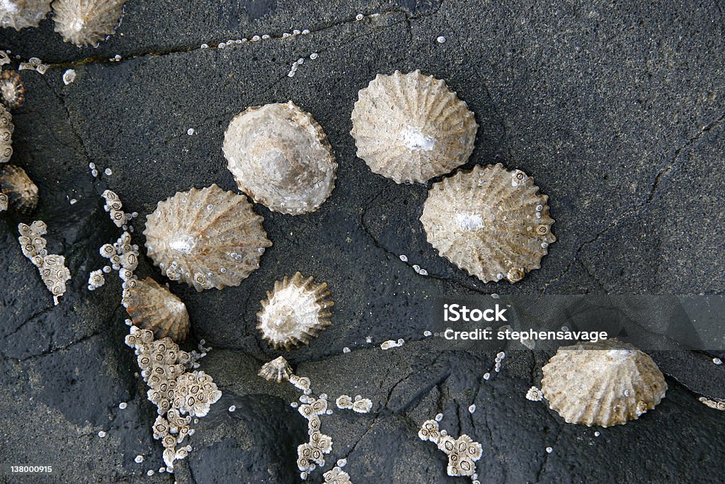 Gruppe von limpets - Lizenzfrei Bamburgh Stock-Foto