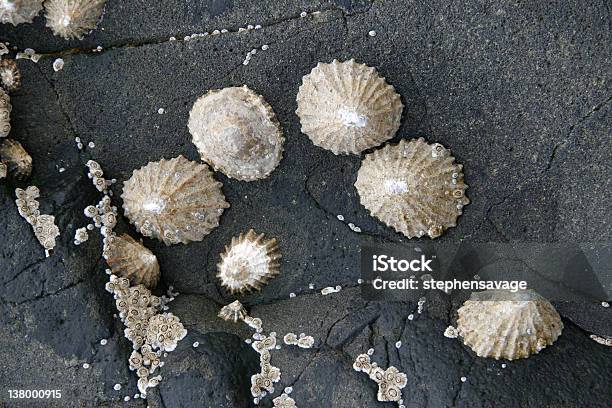 Foto de Grupo De Limpets e mais fotos de stock de Bamburgh - Bamburgh, Exterior, Fotografia - Imagem