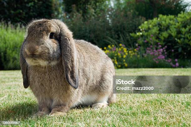 Lop Eared Rabbit Stock Photo - Download Image Now - Outdoors, Rabbit - Animal, Animal Body Part