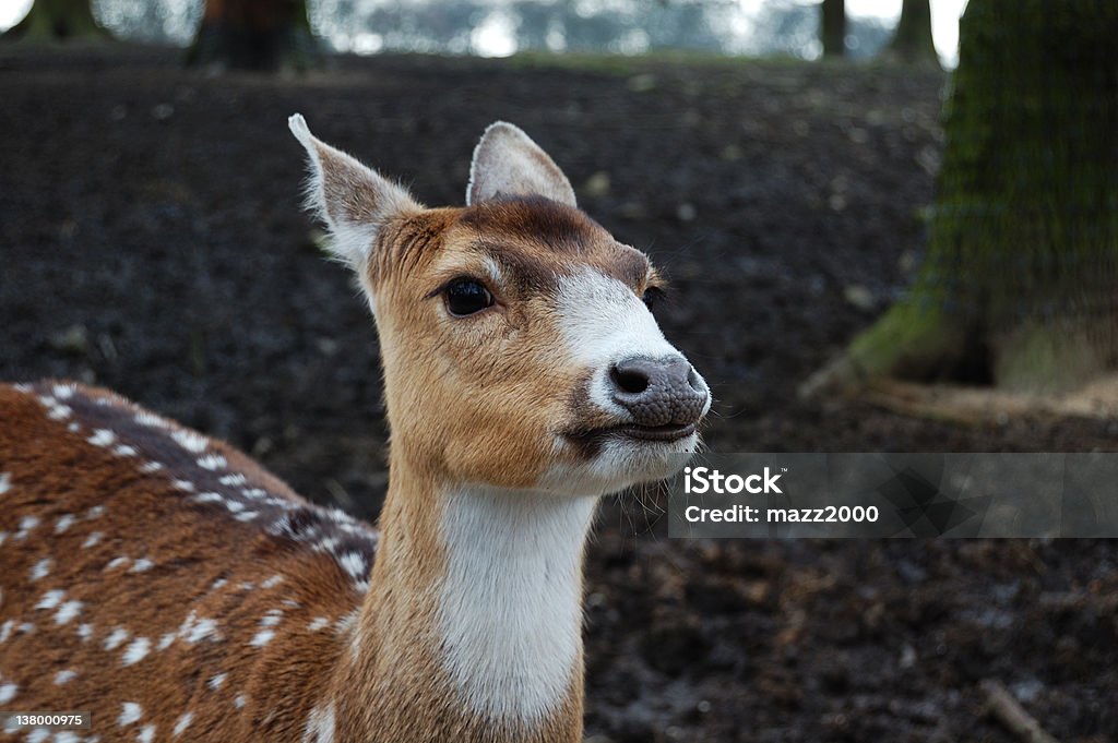 Wild Deer A young wild deer happy to pose for the camera Animal Stock Photo