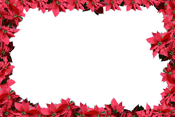 istock Poinsettia flower frame 138001928