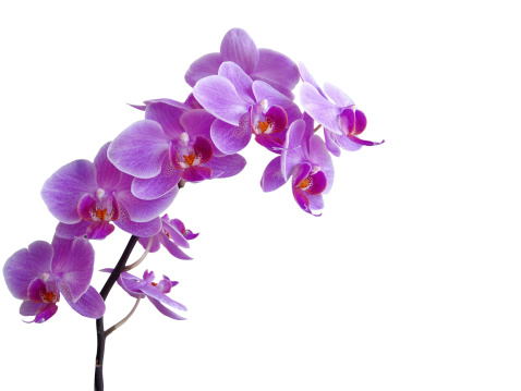 Violet orchids. SEE ALSO MORE PHOTOS ISOLATED ON WHITE and