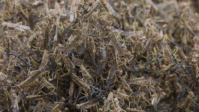 Close-up. Millions of brown locust swarms decimating crops in Africa linked to Global warming, Climate change,Climate emergency