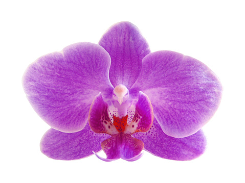 Purple orchid. SEE ALSO MORE PHOTOS ISOLATED ON WHITE and