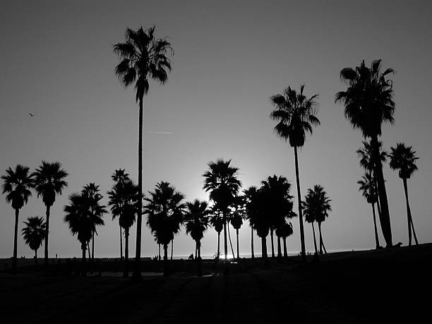 istock Palm Trees with Sunset Halo 138003438