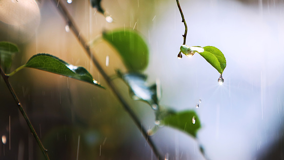 On a warm spring day, the bright and clean spring rain falling on the green leaves and the shining rays of light reflected in the transparent water drops on the buds of the branches