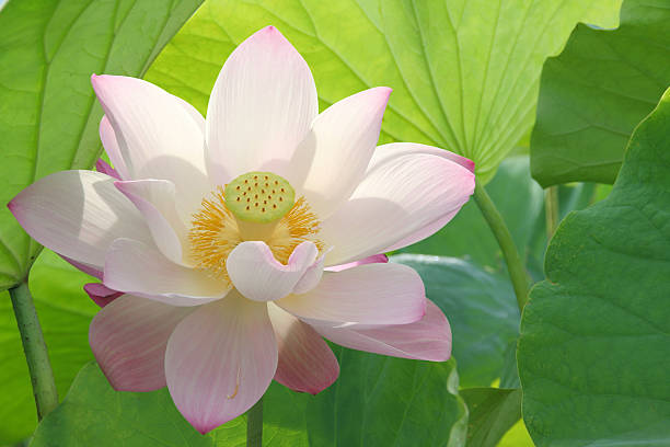 花蓮の花 - lily nature flower macro ストックフォトと画像