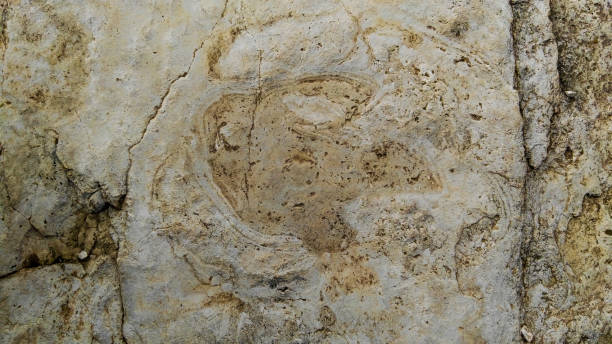 impronta fossile di velociraptor - stegosauro foto e immagini stock