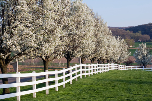 Row of Dogwood Trees blossoming in spring season.