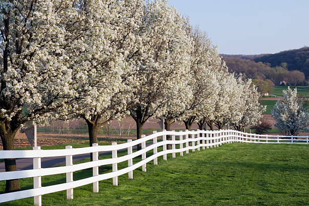Spring Season Bloom Row of Dogwood Trees blossoming in spring season. dogwood trees stock pictures, royalty-free photos & images