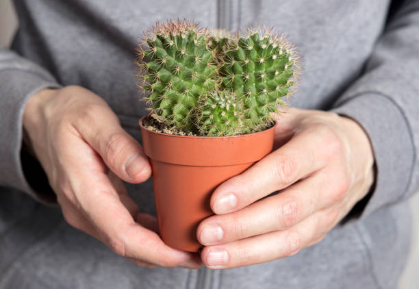 les mains de l’homme tenant un pot de cactus mammillaria - mammillaria cactus photos et images de collection