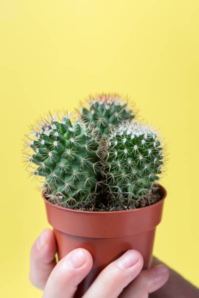 istock Man's hand holding a mammilaria cactus pot on yellow background 1380057859