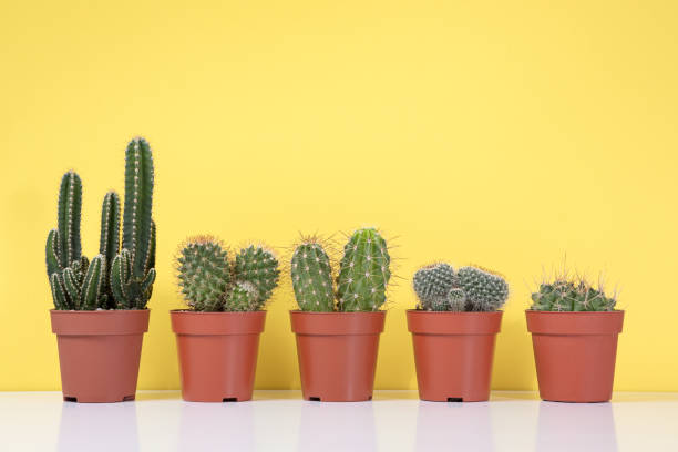 istock Group of various indoor cactus and succulent plants in pots 1380058401