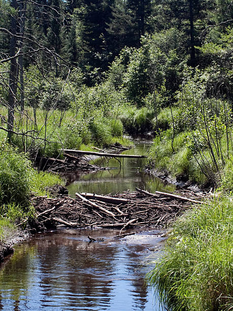 istock Image of beaver dam with trees all around 138006223