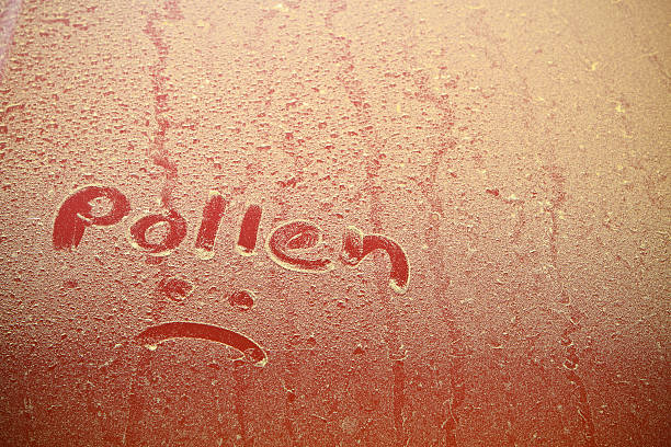 Pollen Text On Car Hood The word "pollen" and a frown icon has been drawn by hand into the heavy layer of tree pollen which had landed on the hood of my red vehicle. The spots in the pollen are caused by the morning dew that later evaporates leaving the layer of pollen "spotty". The frown icon is for all of the allergy sufferers out there. hayfever stock pictures, royalty-free photos & images