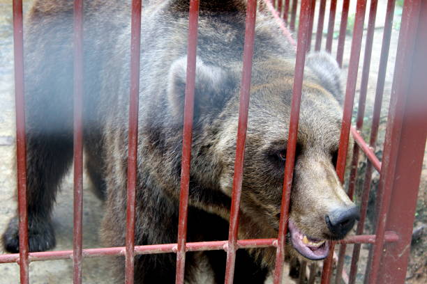 istock At the zoo a brown big bear sits in a double cage 1380065397