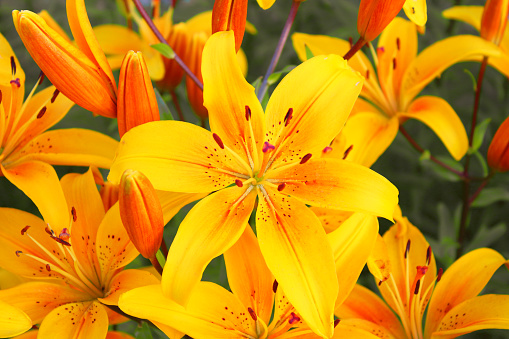 Beautiful yellow lily flowers. Close-up. Background. Texture.