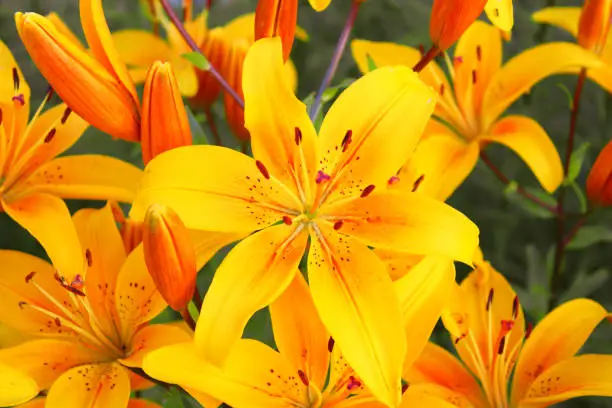 Photo of Beautiful yellow lily flowers. Close-up. Background. Texture.