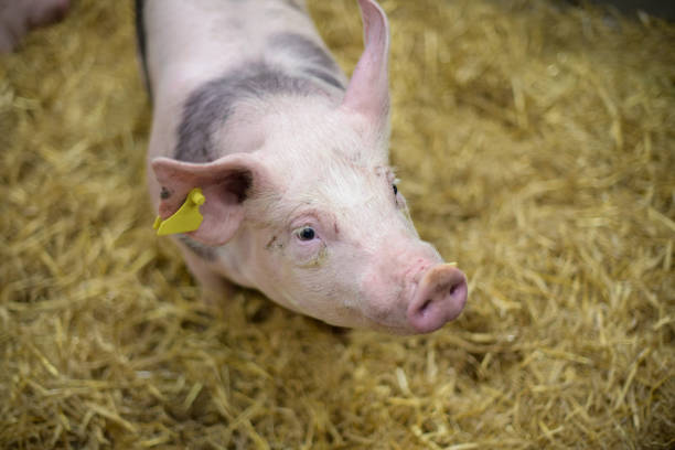 widok świni w pudełku na wystawie rolniczej - domestic pig agriculture farm animal zdjęcia i obrazy z banku zdjęć